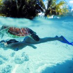 Bora-bora-diving-in-clean-water-diving-with-tortoise
