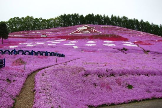 Higashimokoto-Flower-Park-in-japan-must-visit