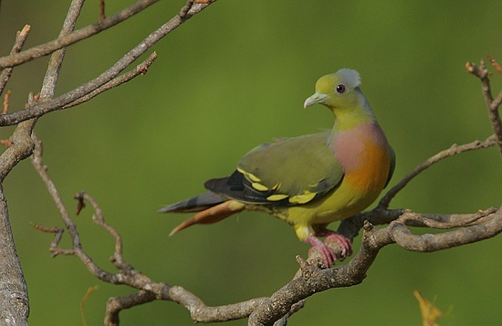Green-Pigeon-Orange-breasted-in-tree
