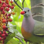 Green-Pigeon-eating-fruits