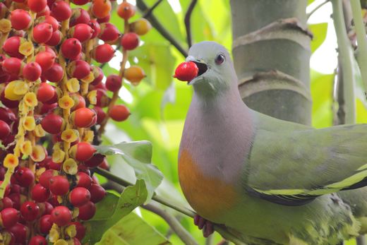 Green-Pigeon-eating-fruits