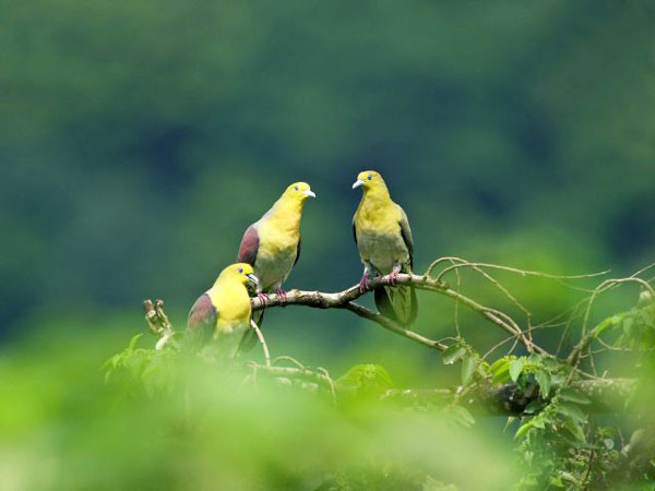 Green-Pigeon-white-bellied-in-taiwan