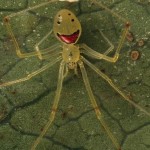 Hapy-Face-spider