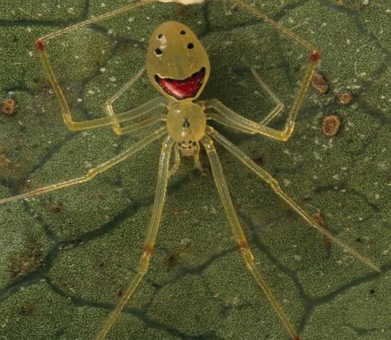 Hapy-Face-spider