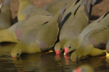 green-pigeons-drinking-water