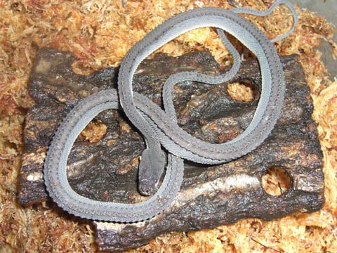 Dragon-snake-are-found-in-thailand-burma-and-indonesia