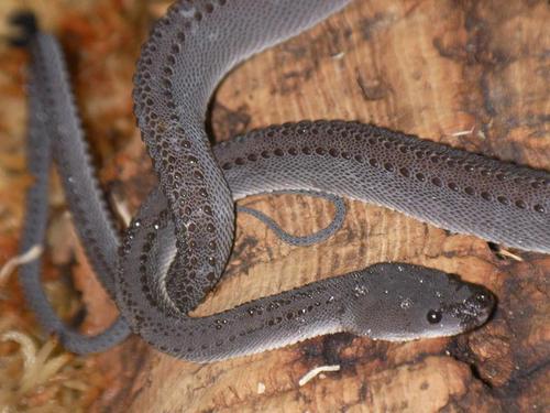 Xenodermus-javanicus-also-known-as-tubercle-snake