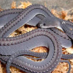 dragon-snake-black