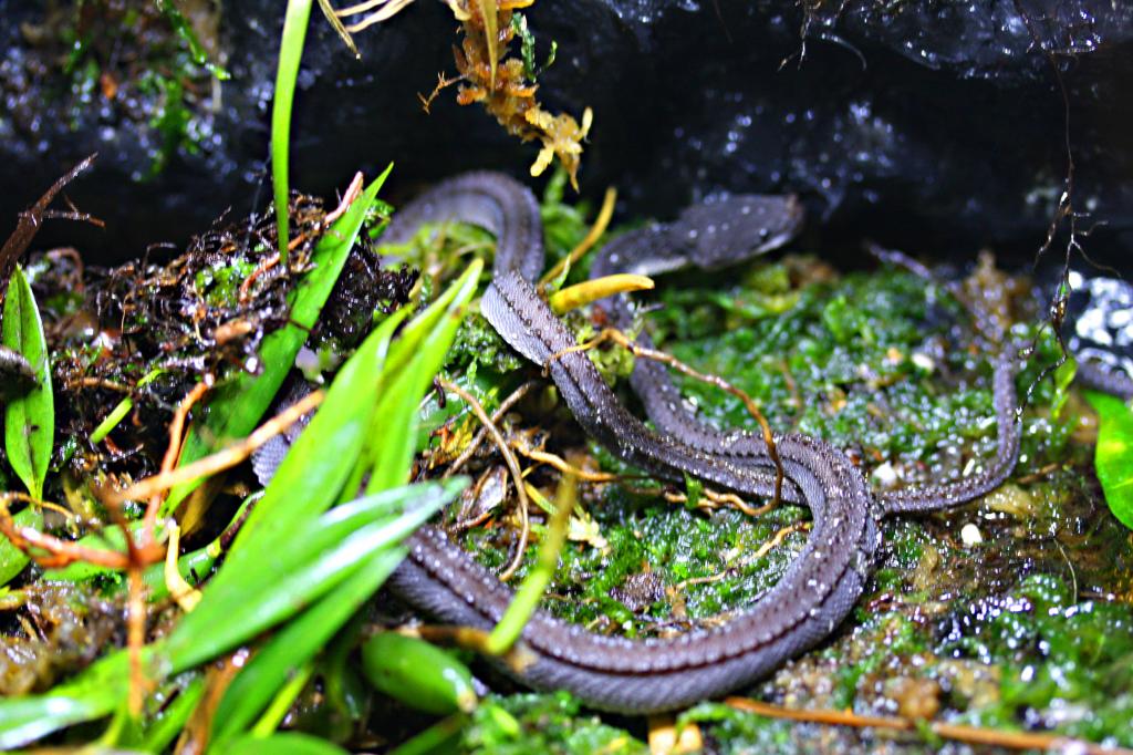drgaon-snake-or-Xenodermus-javanicus-in-their-natural-habitat