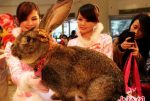 Herman –A-German-Giant-Rabbit