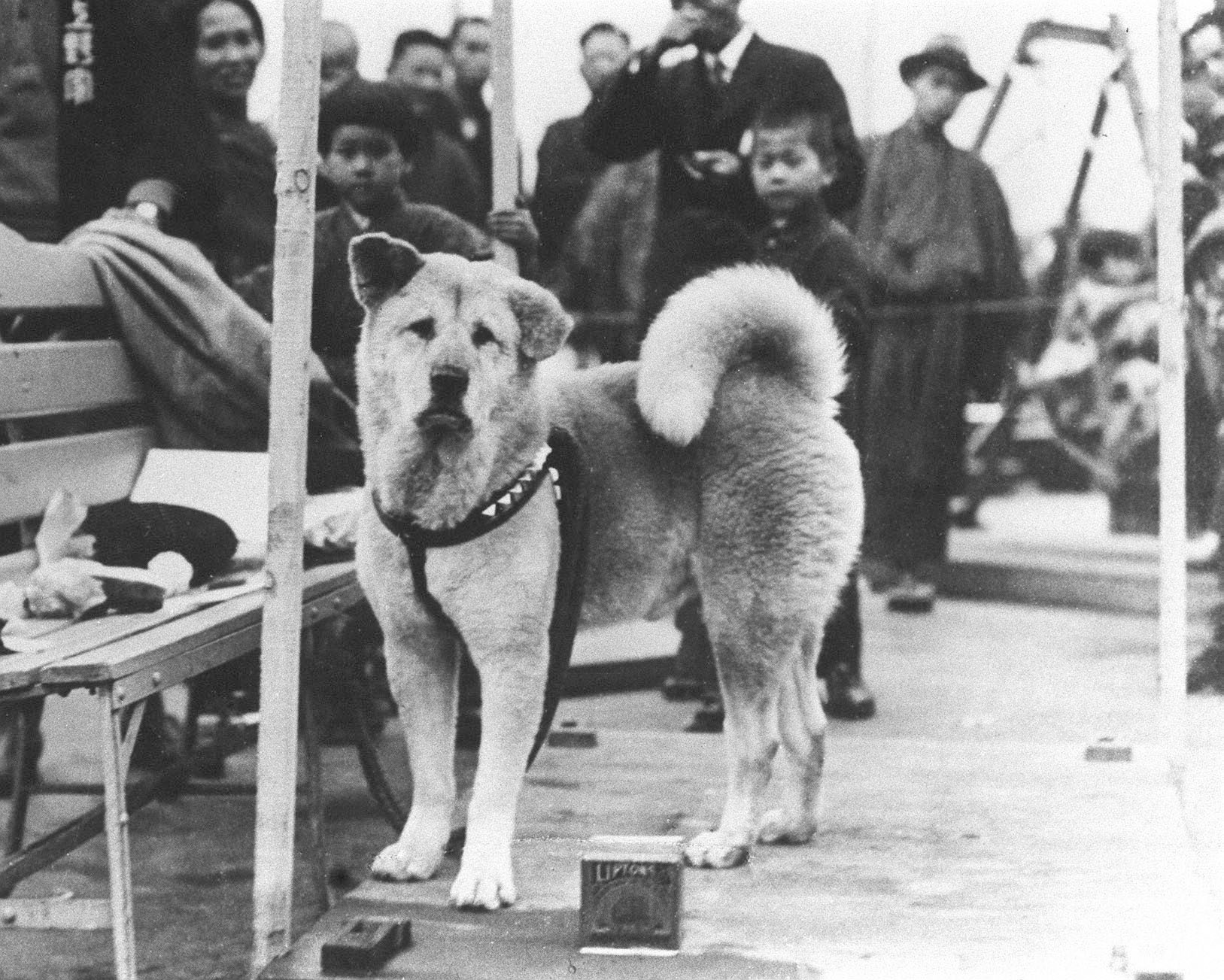 hachiko-waiting-in-rail-staion-for-his-master.