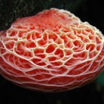 rhodotus-mushroom-most-beautiful