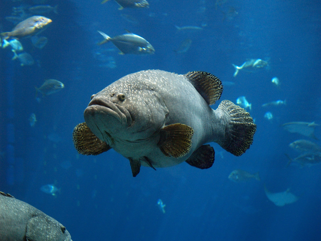 Georgia-Aquarium-best-tourist-place-to-see-marine-animal