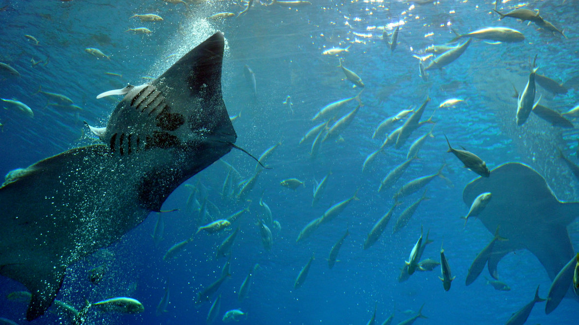 Georgia-Aquarium-shark
