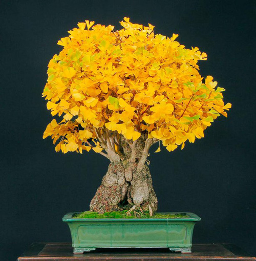 Ginkgo-colorful-bonsai-tree