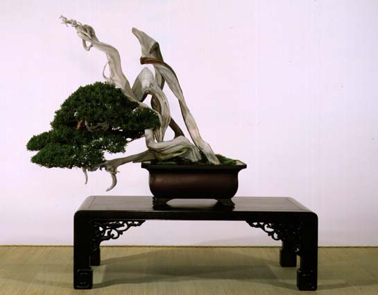 artistic-bonsai-tree
