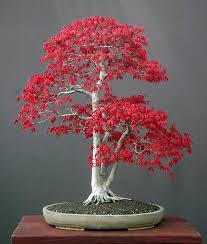 bonsai-red-tree