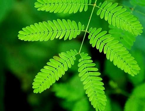 mimosa-pudica-shy-plant