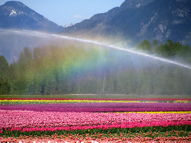 water-canon-irrigate-tulip-field