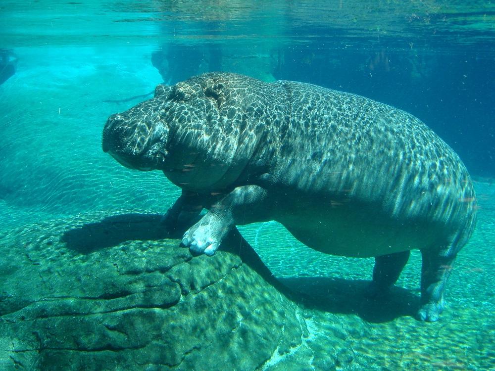 Hippopotamus-underwater-sleeping
