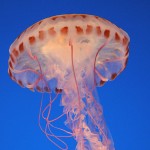 Jellyfish-can-sting-even-after-death