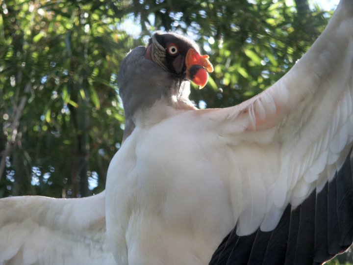 King-Vulture-lays-1-egg-every-year