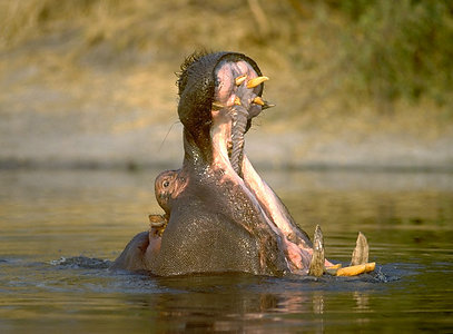 hippo-mouth-widest-in-animal-kingdom