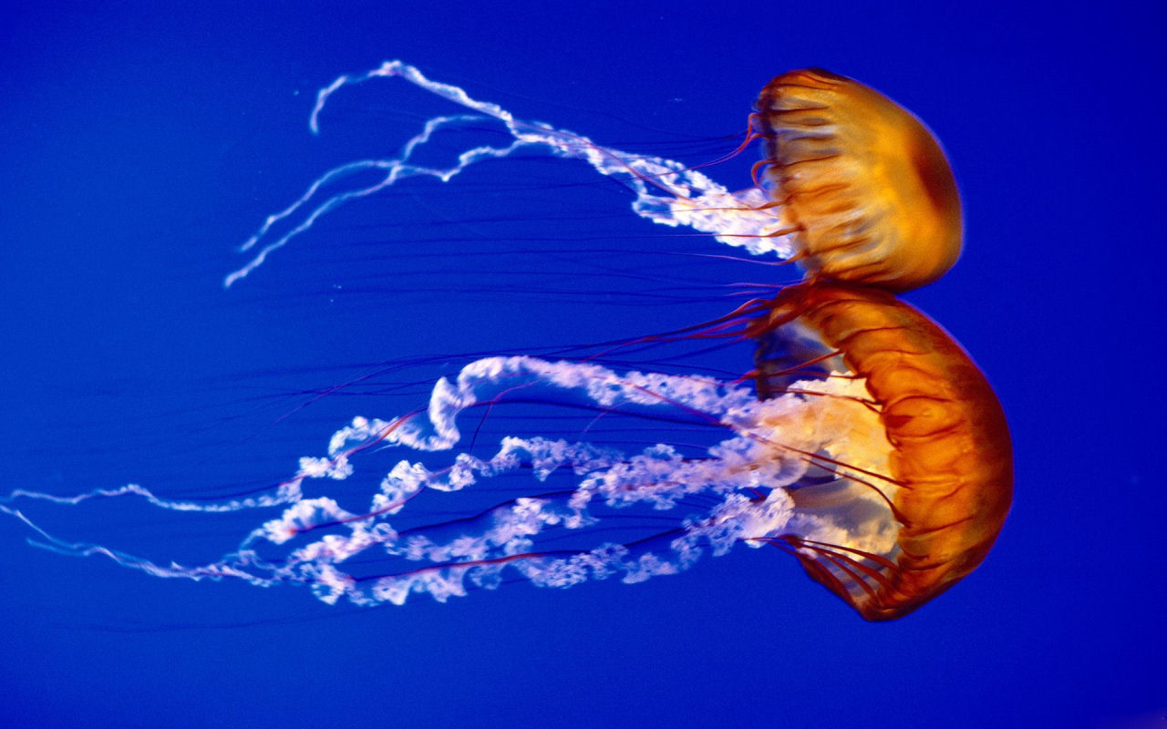 jellyfish-in-deep-sea