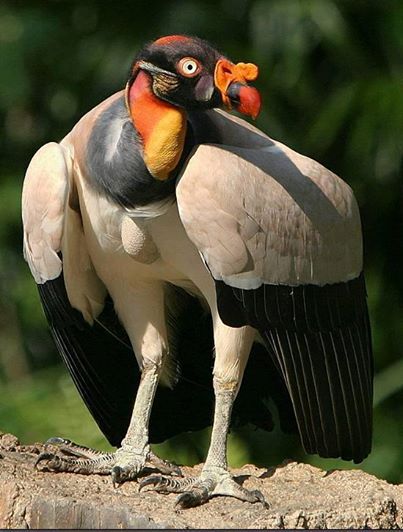 king-vulture-native-to-central-and-south-america