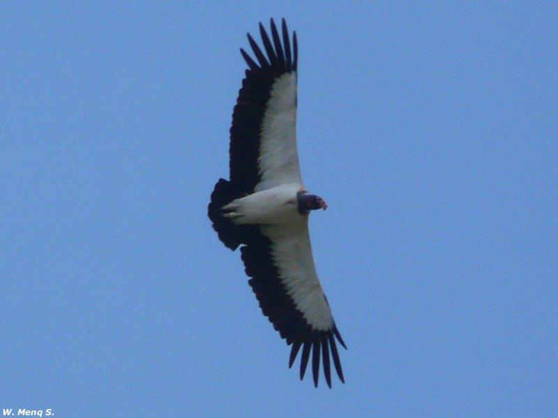 king-vulture-prefered-to-glide