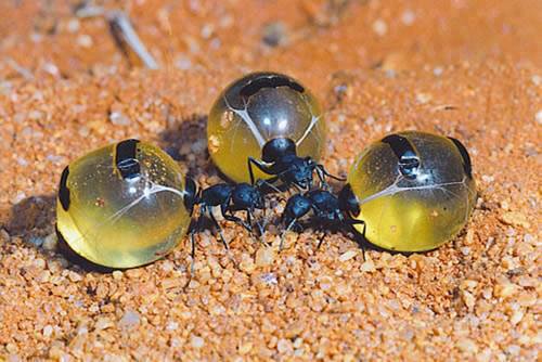 Honeypot-Ant-amazing-creature