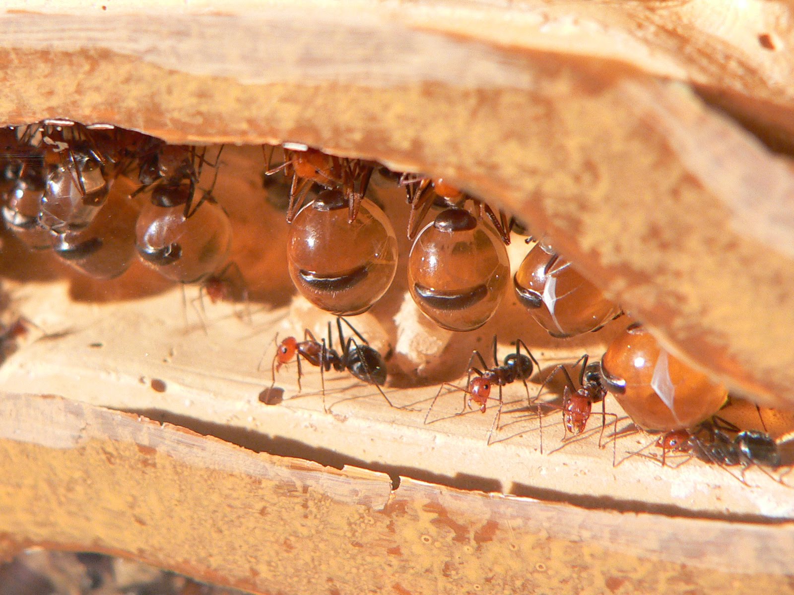 Honeypot-ant-store-food