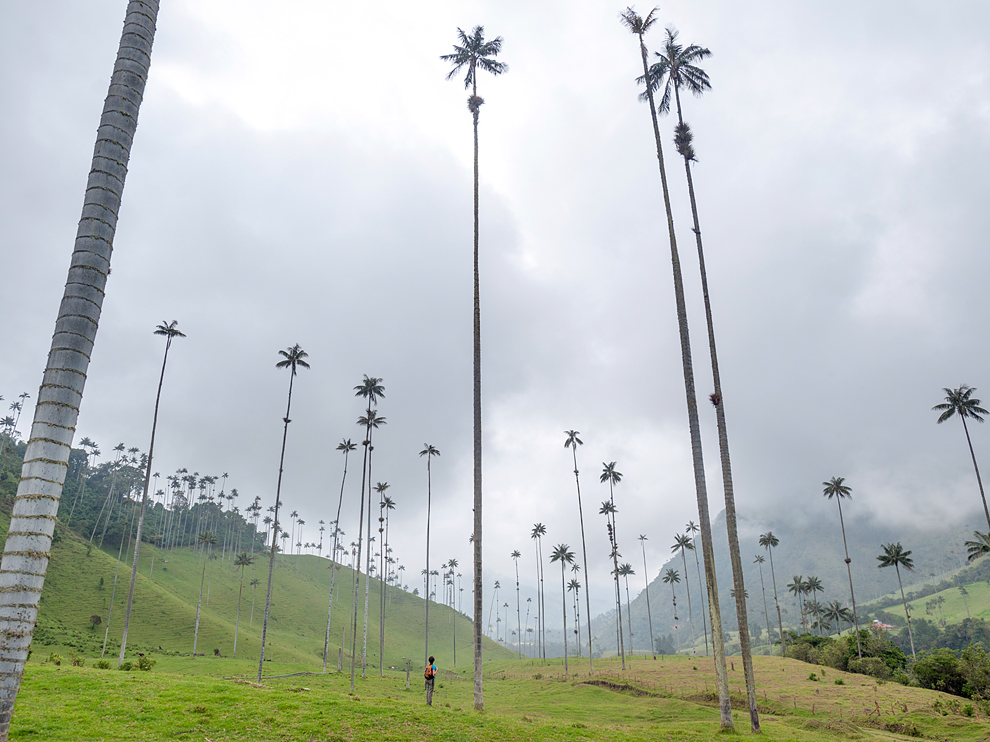 Wax-Palms-Colombia-lush-Cocora-Valley