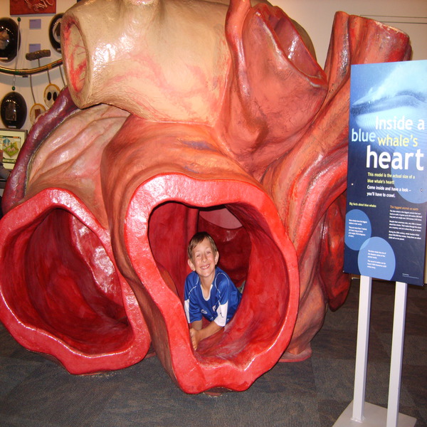 blue-whale-heart-size
