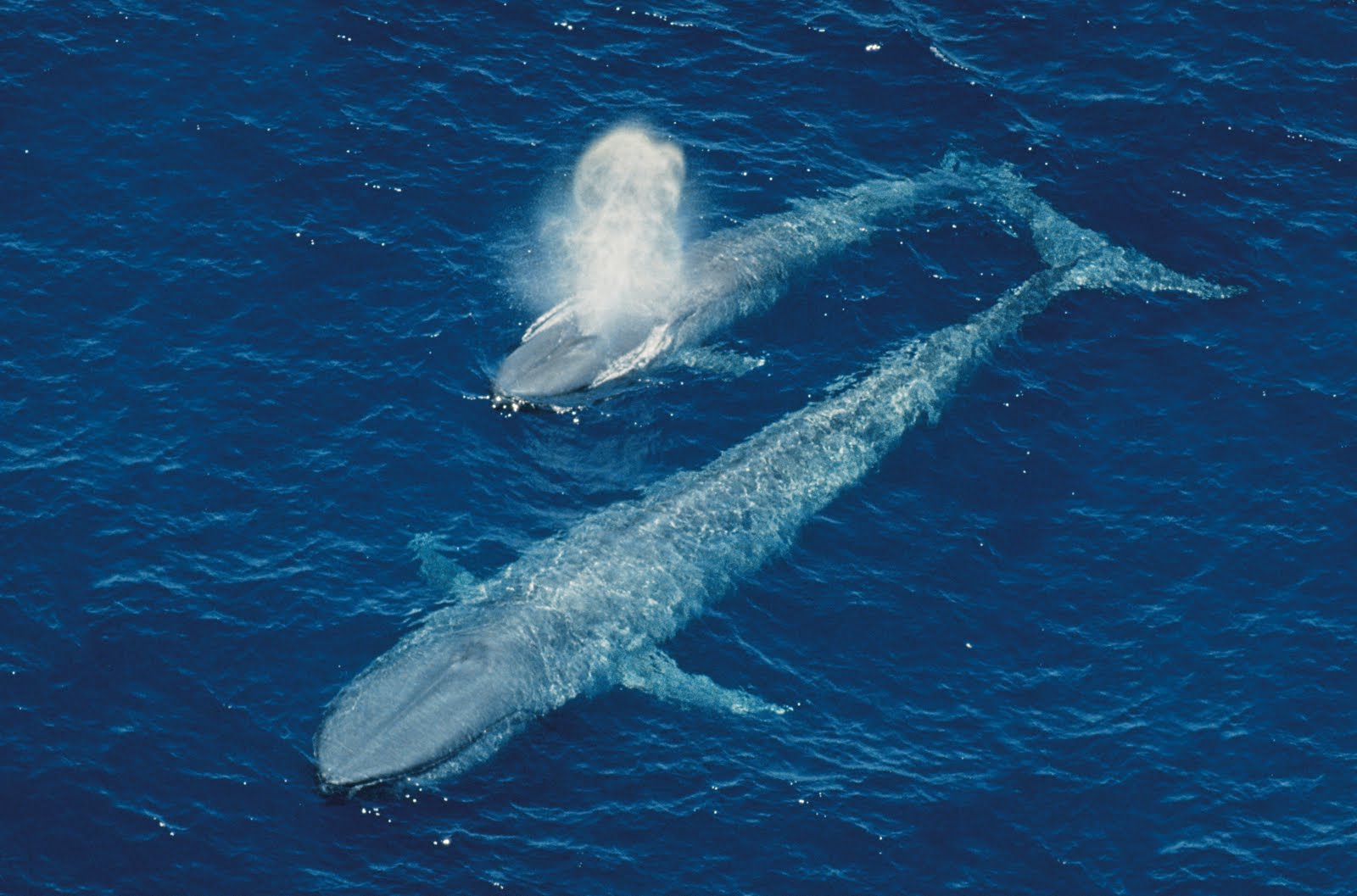 blue-whale-the-largest-species-in-animals