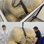 blue-whales-heart-original-image-weighs-600kg