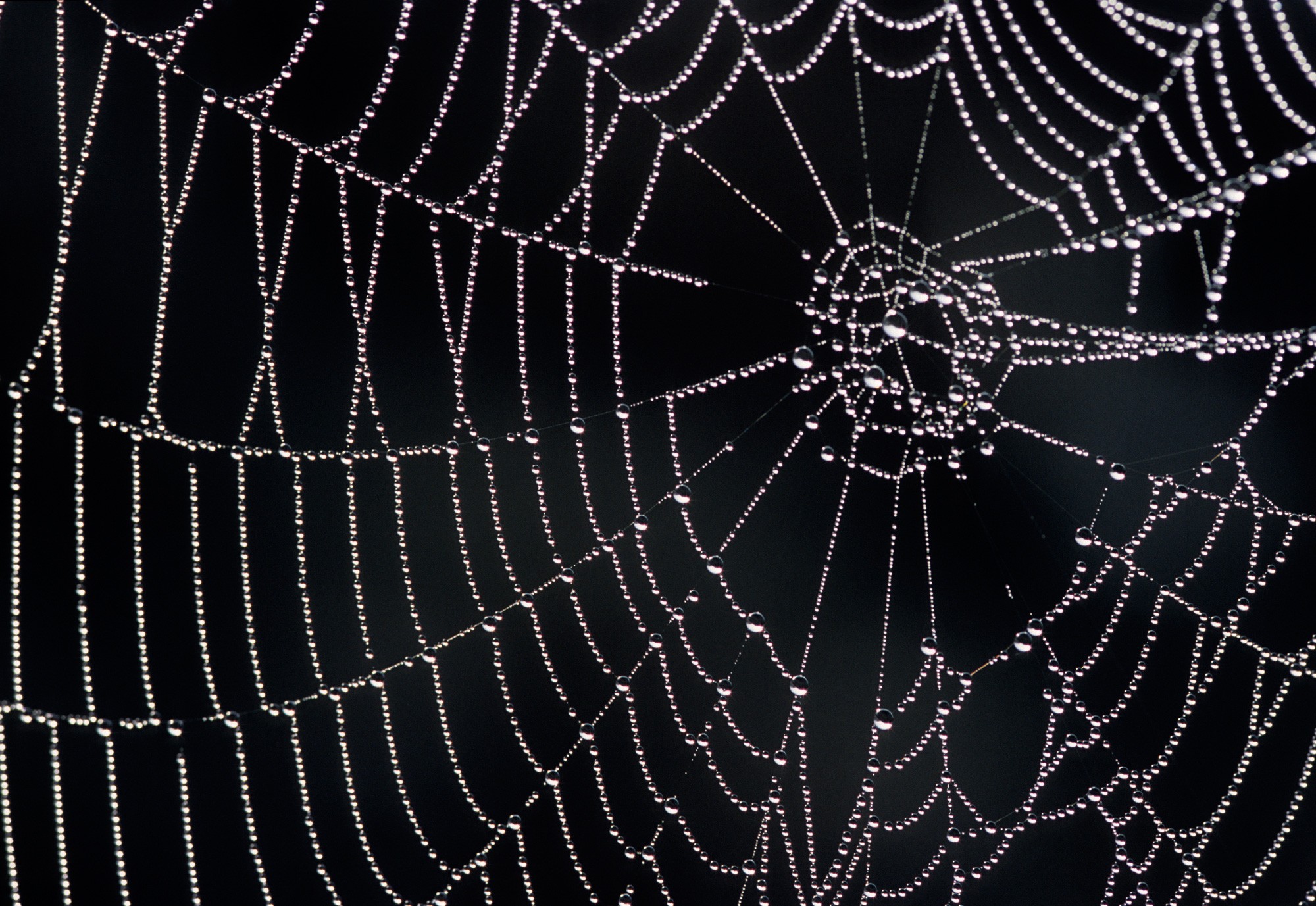 dew-collected-in-spider-web