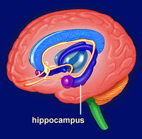 smaller-hippocampus-have-high-nerve-signalling
