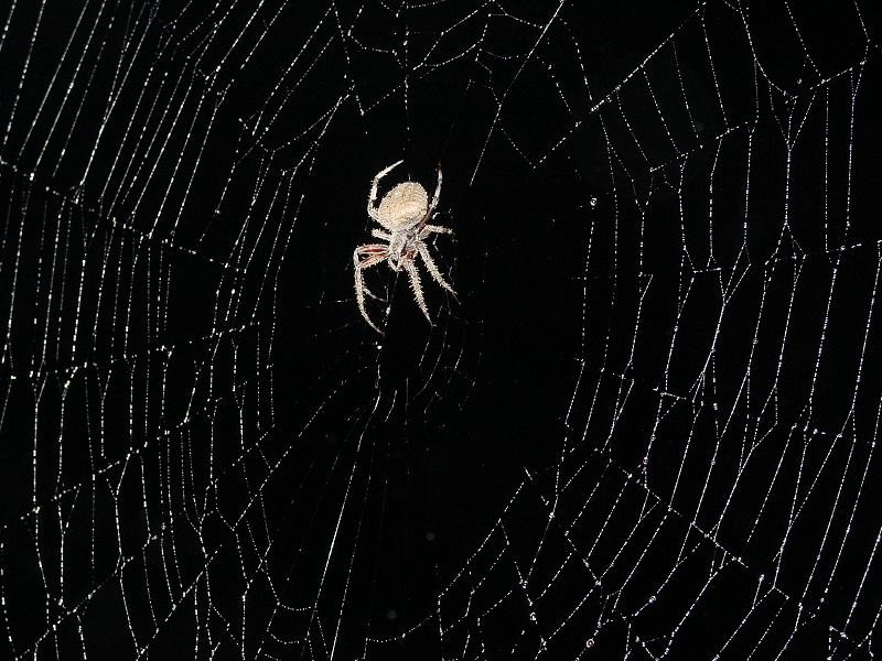 spider-build-web-from-protein
