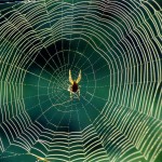 spider-recycle-silk-in-web-for-reuse-again