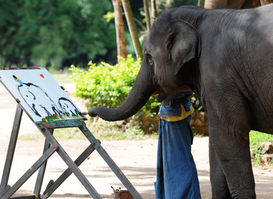 elephant-painting-his-own-image-funny