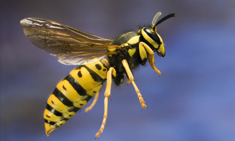 wasp-emits-alarm-hormone-to-call-their-colony