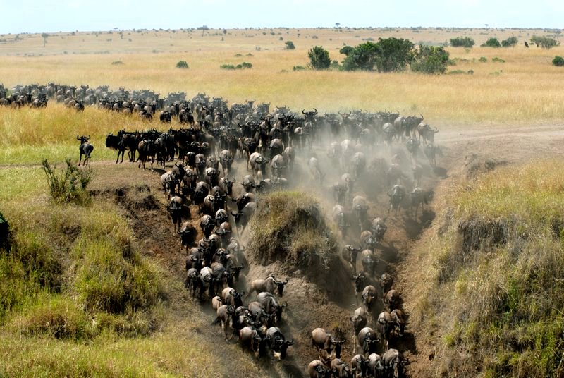 The-great-beast-migration-at-Masai-mara