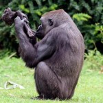 A-gorilla-playing-with-their-young-one