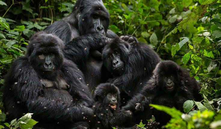 A-troop-of-gorillas