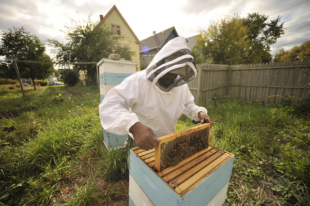 Honey-harvesting