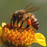 Honeybee-sucking-nector