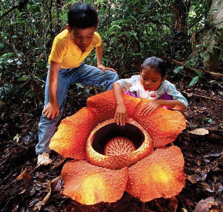 Rafflesia-arnoldii