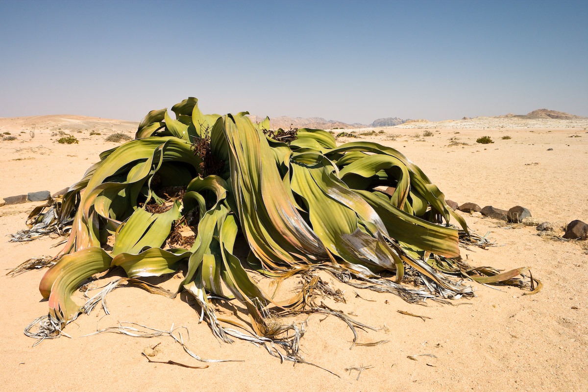 Welwitschia-Mirabilis