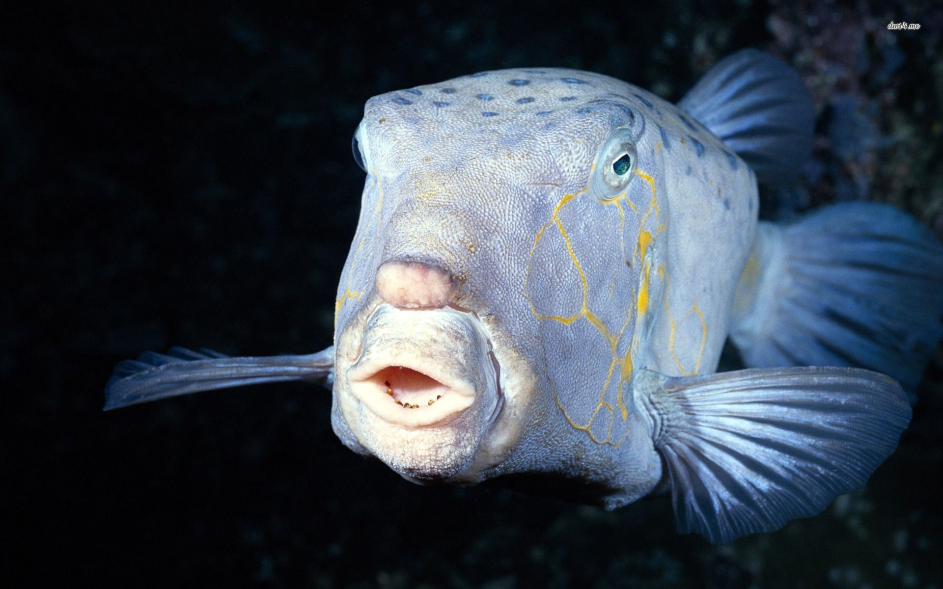 Deep-sea-fish -